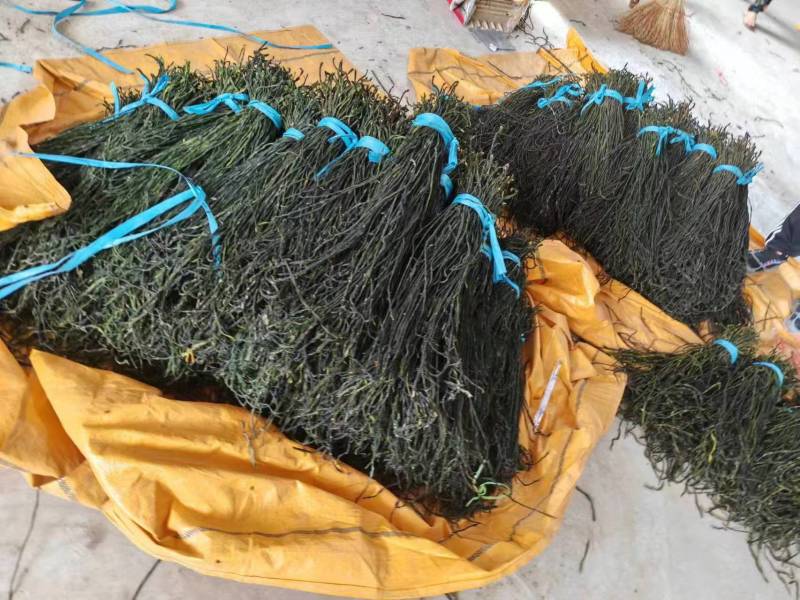【热卖】精品干豆角，大量供应电商产地直发，一手货源