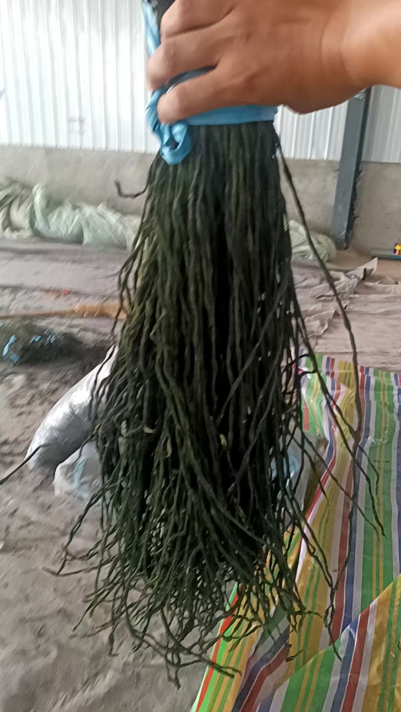 【热卖】精品干豆角，大量供应电商产地直发，一手货源