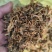 【热卖】精品梅干菜，大量供应，产地直发，量大从优