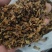 【热卖】精品梅干菜，大量供应，产地直发，量大从优