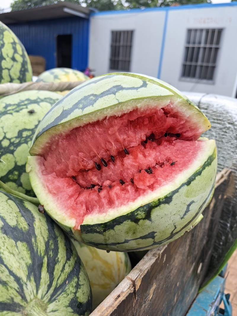 开封美都西瓜【美都西瓜产地】大量现货价格优惠