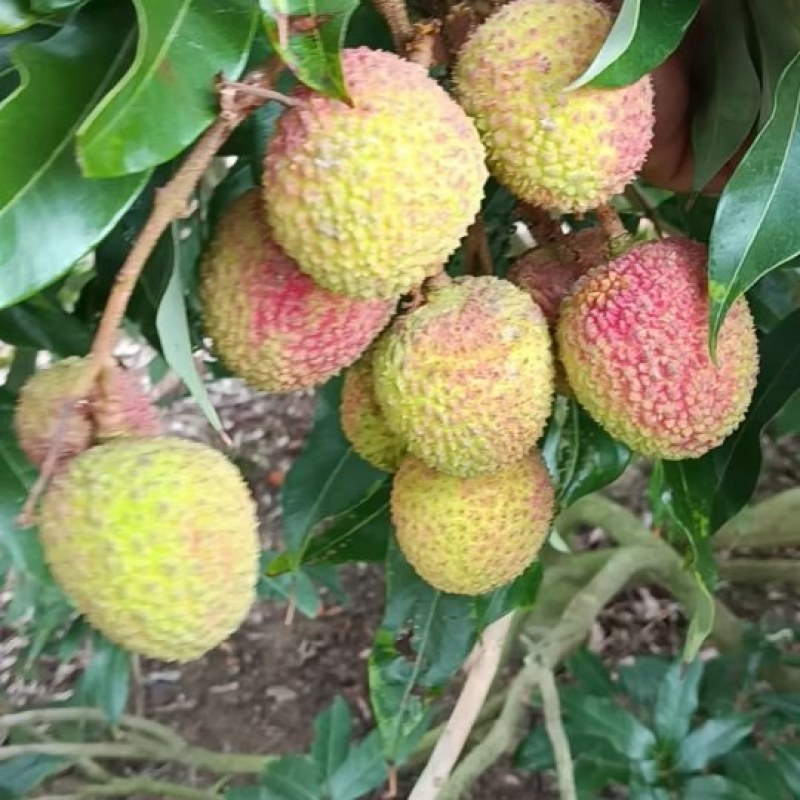 妃子笑荔枝