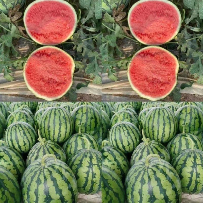 【推荐】陕西西瓜美都西瓜代办包熟包甜耐运输量大从优