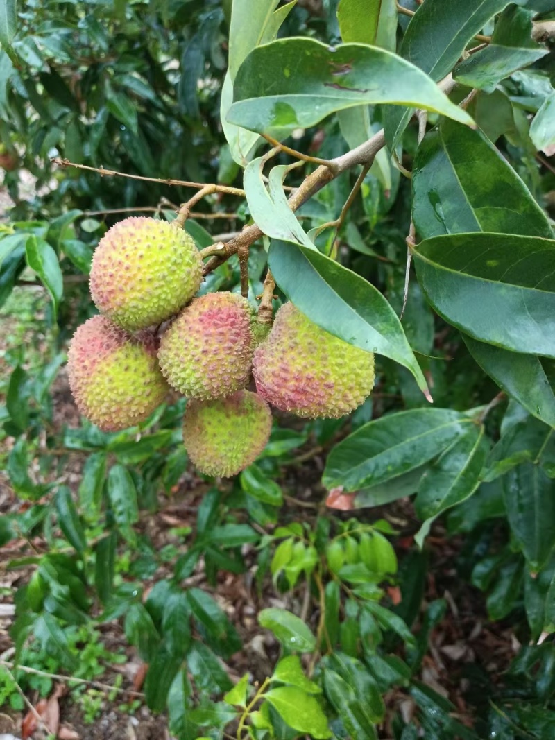 妃子笑荔枝
