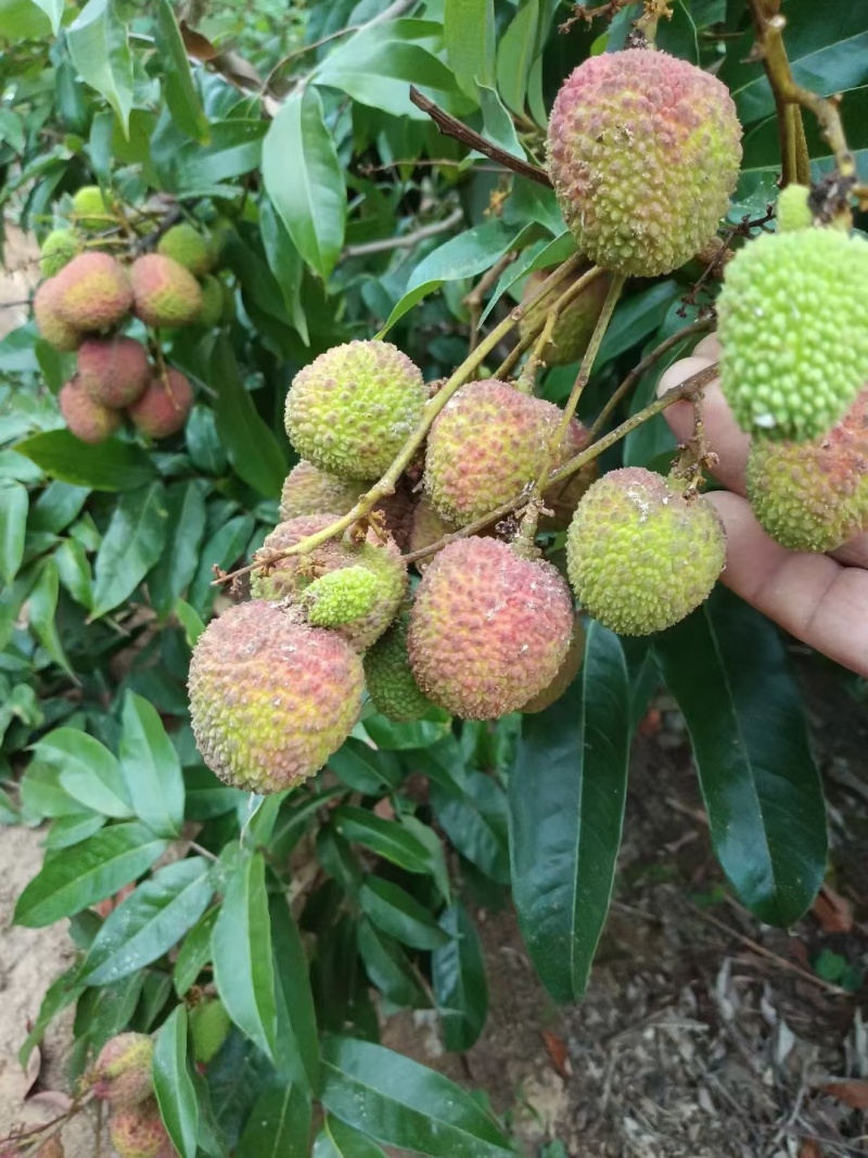 妃子笑荔枝