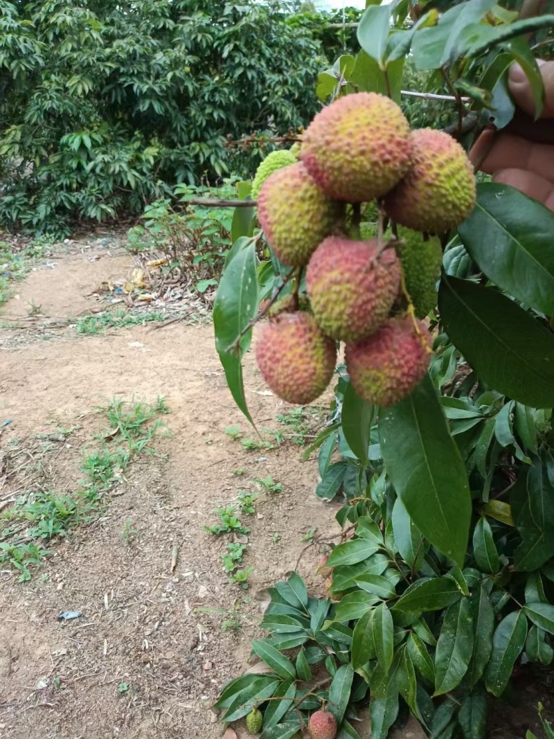 妃子笑荔枝