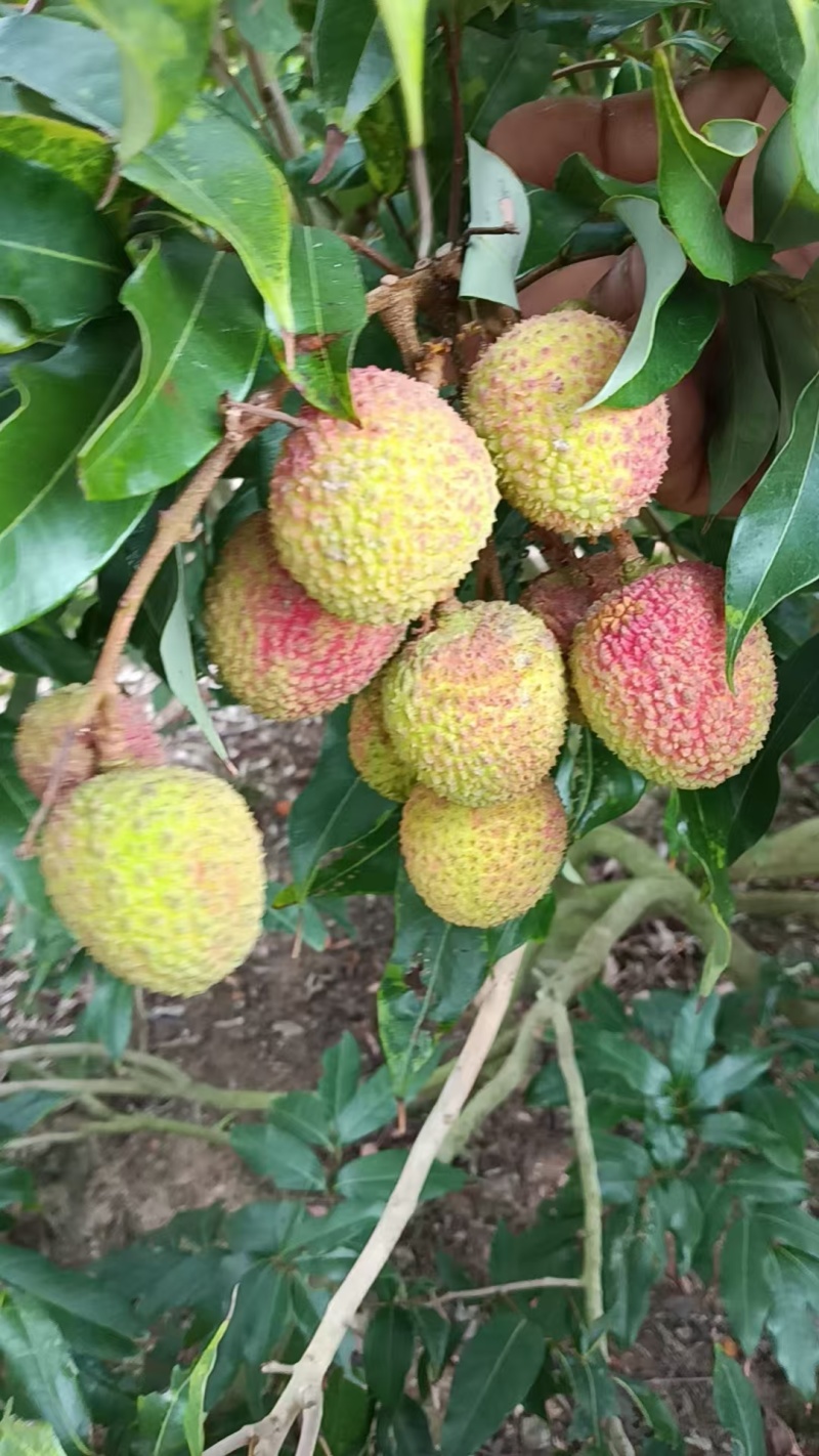 妃子笑荔枝