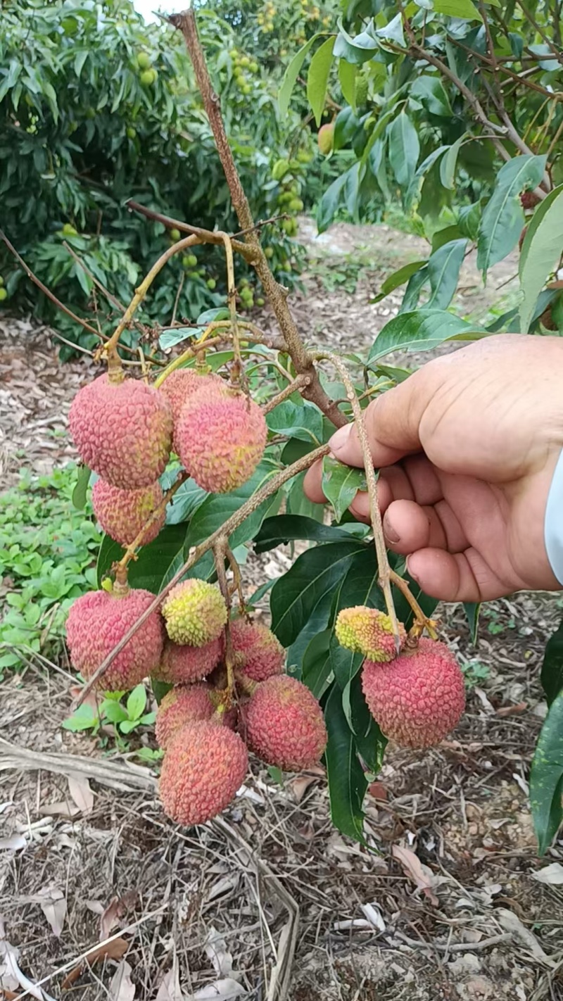 妃子笑荔枝