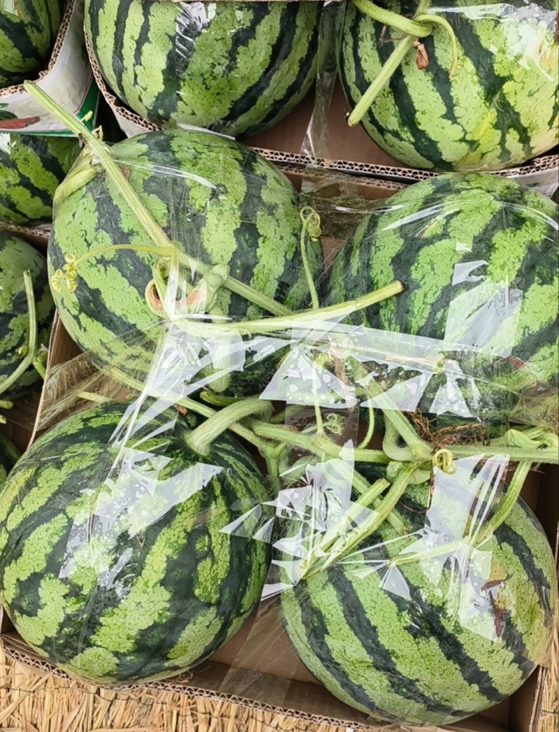 【推荐】陕西西瓜美都西瓜代办包熟包甜耐运输量大从优