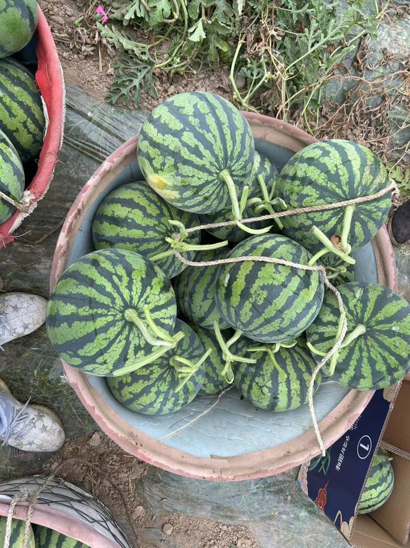 【推荐】陕西西瓜美都西瓜代办包熟包甜耐运输量大从优