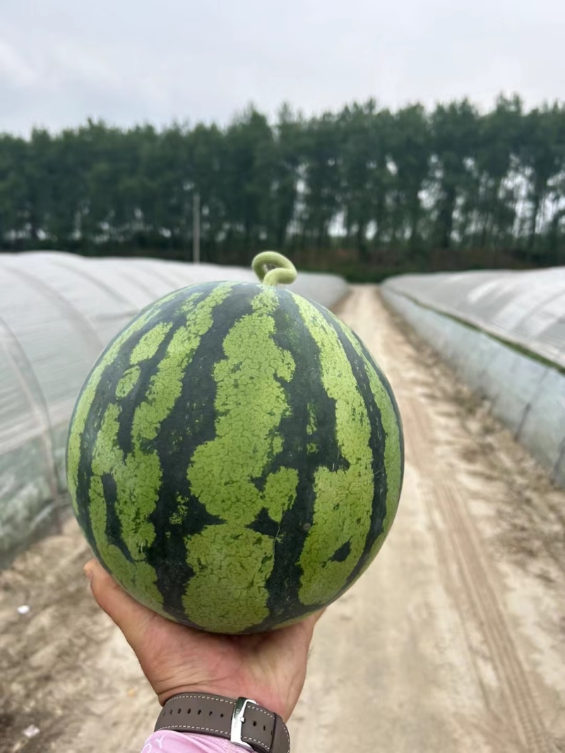 【推荐】陕西西瓜美都西瓜代办包熟包甜耐运输量大从优