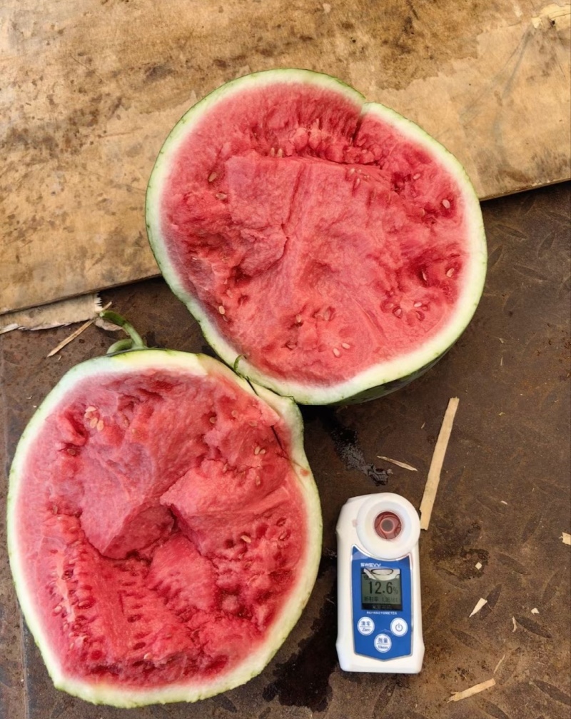 【推荐】陕西西瓜美都西瓜代办包熟包甜耐运输量大从优