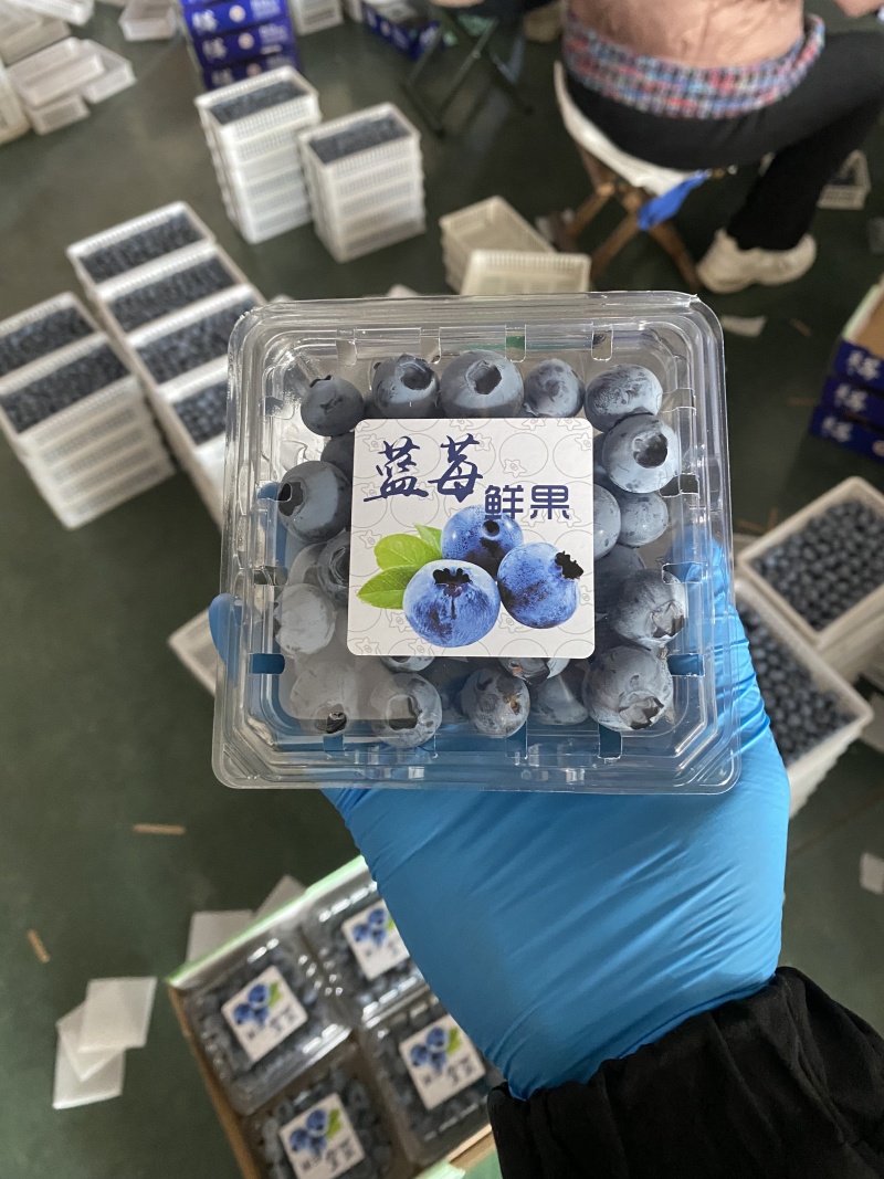 山东青岛宝山蓝莓一件代发品质可控接电商