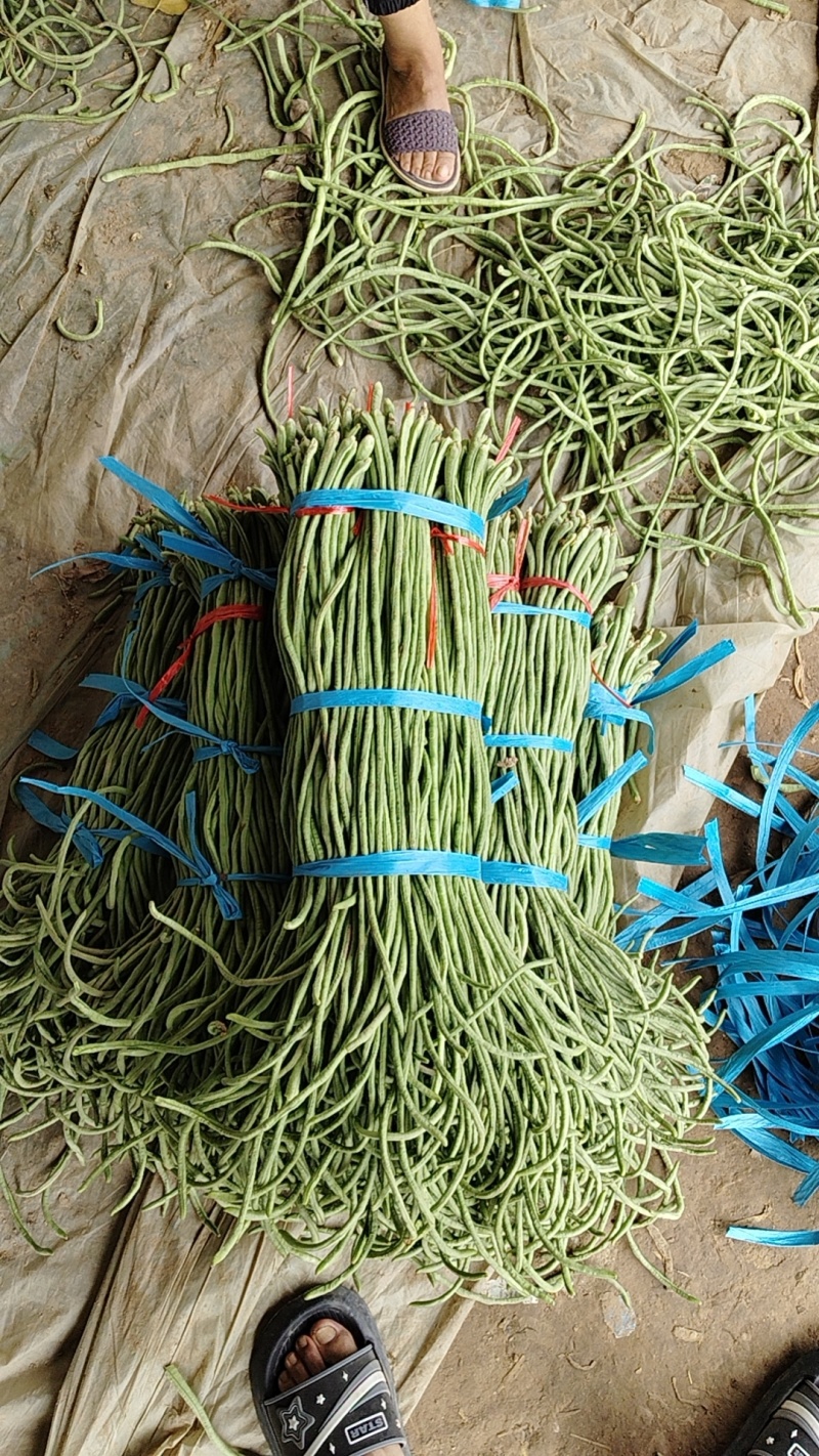 【热卖】精品青条长豆角大量上市中，泡水加冰，产地直发，