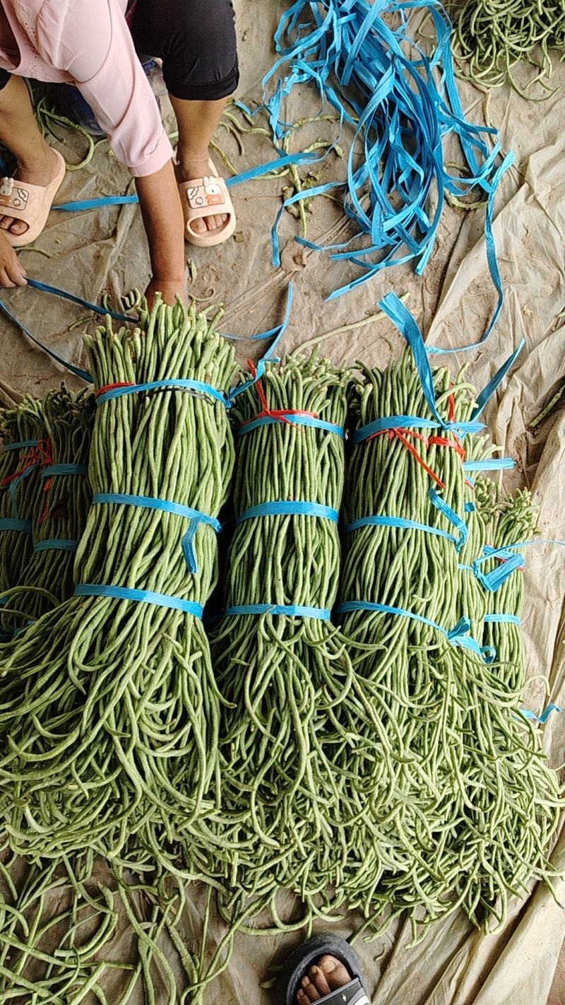 【热卖】精品青条长豆角大量上市中，泡水加冰，产地直发，