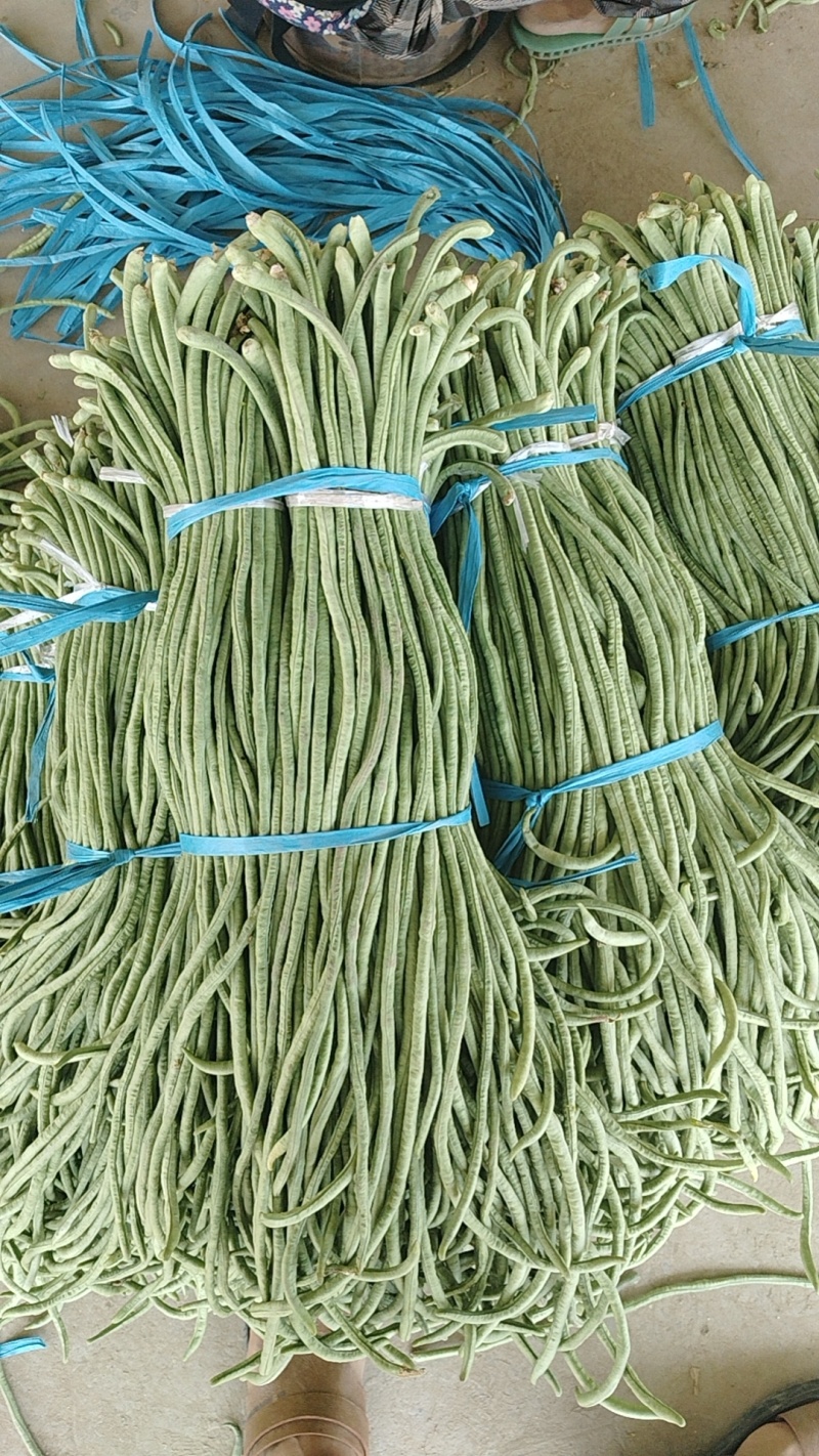 【热卖】精品青条长豆角大量上市中，泡水加冰，产地直发，