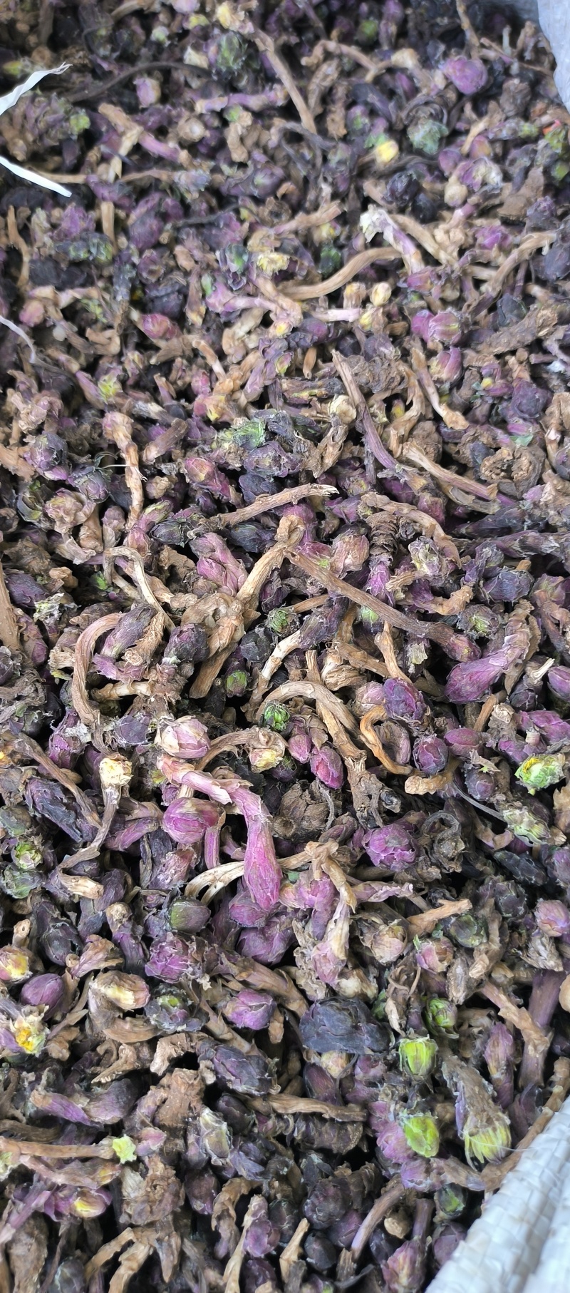 款冬花新货冬花干货产地直发量大从优长期供应