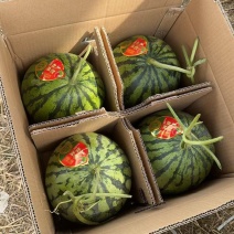 《万人合作商》无籽美都基地直发保质保量现摘现发一条龙服务