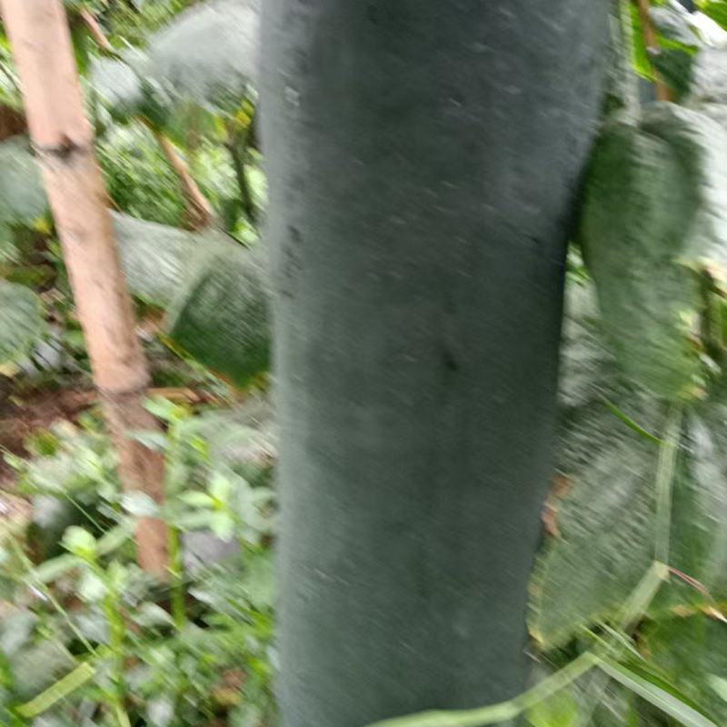 黑皮东瓜