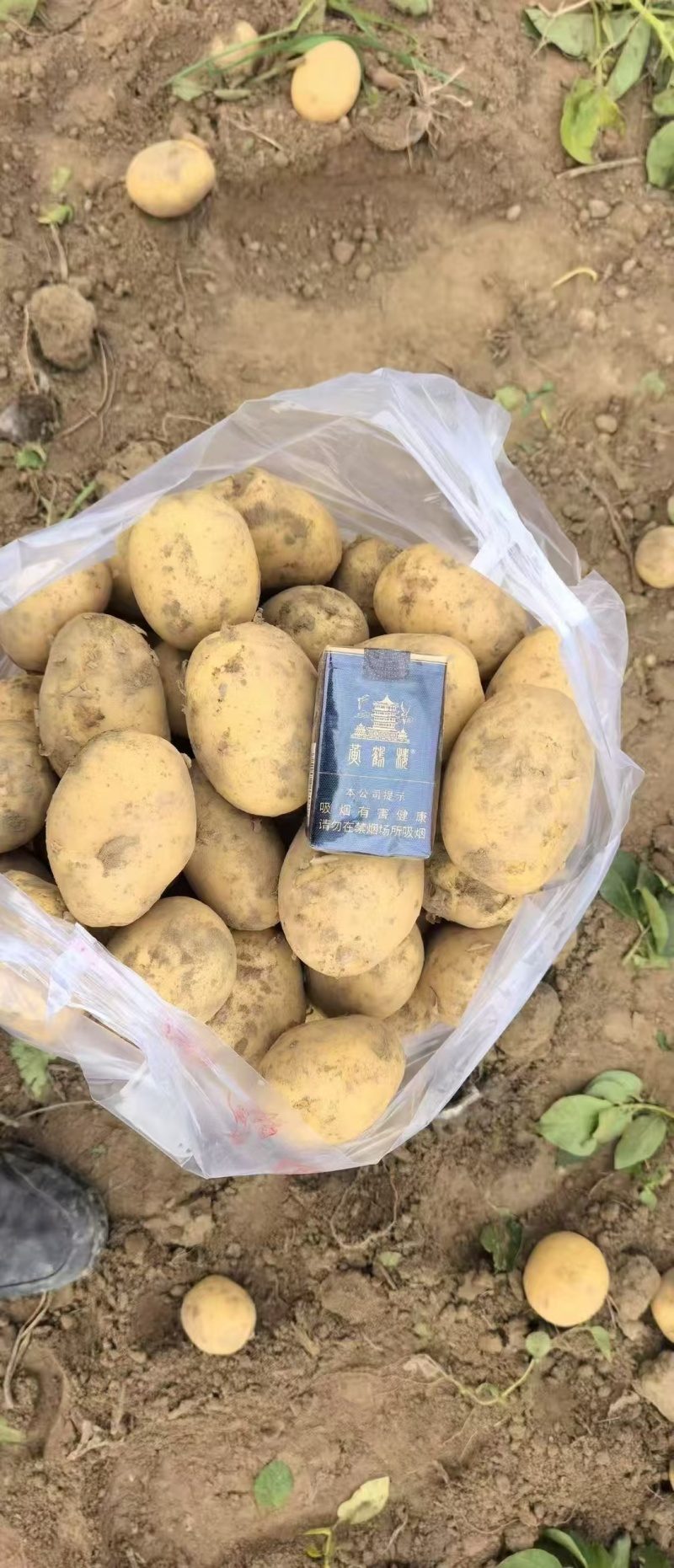 湖北精品实验一土豆大量上市品质保证量大从优一手货