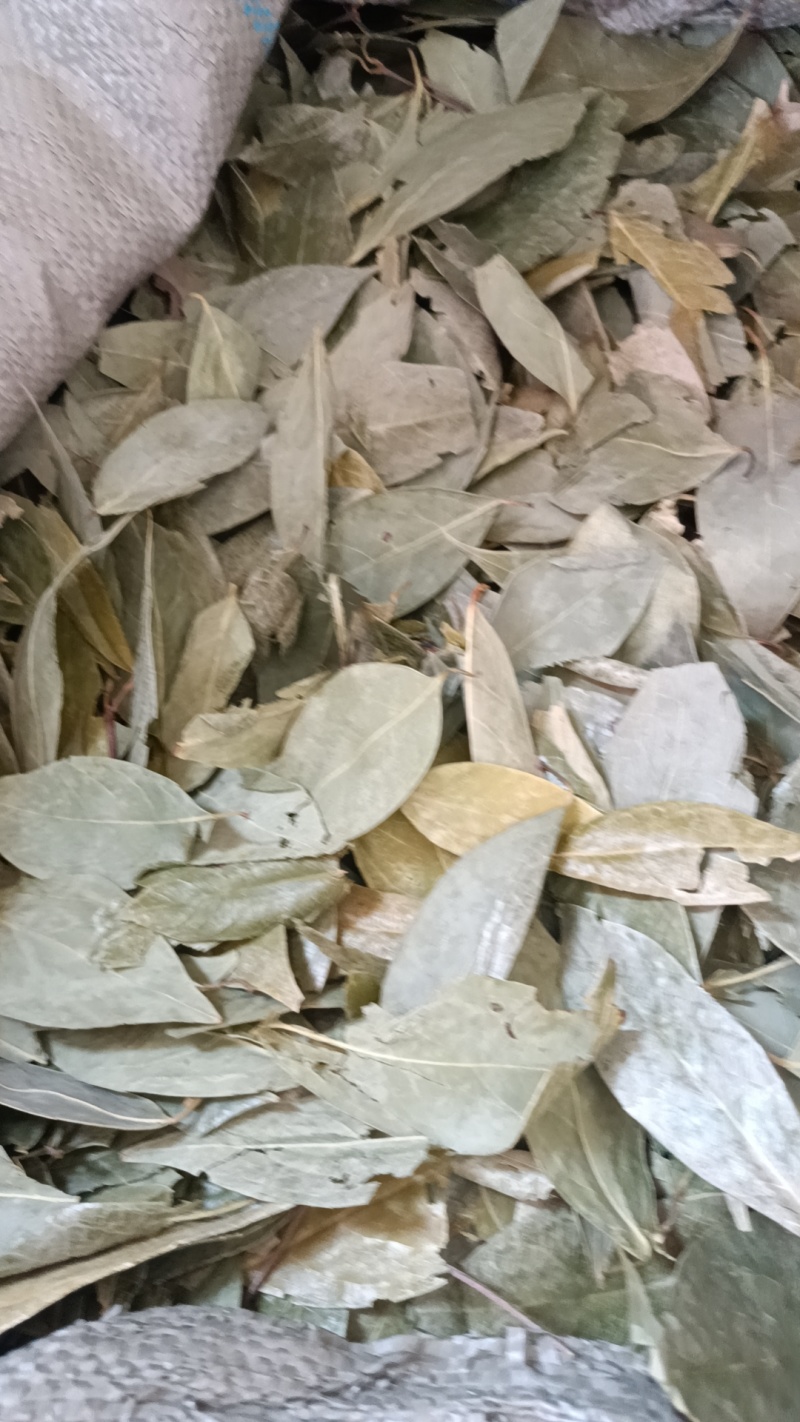 香叶中药材香料精品香叶大货批发