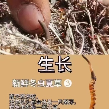 冬虫夏草，野生药材假一赔十
