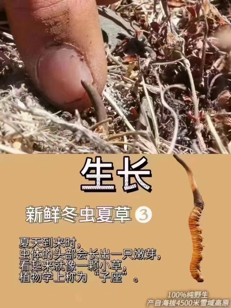 冬虫夏草，野生药材假一赔十