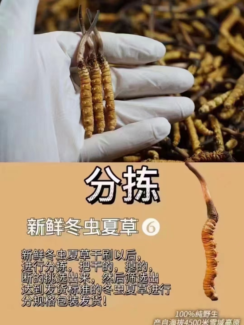 冬虫夏草，野生药材假一赔十