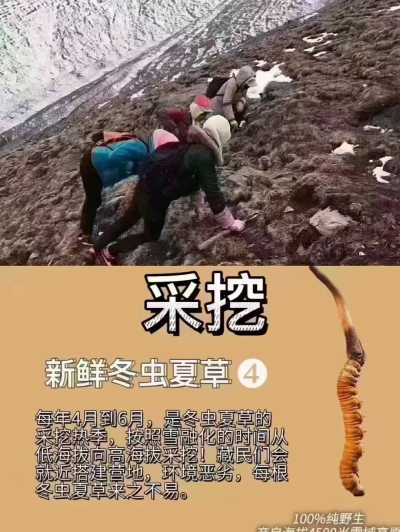 冬虫夏草，野生药材假一赔十