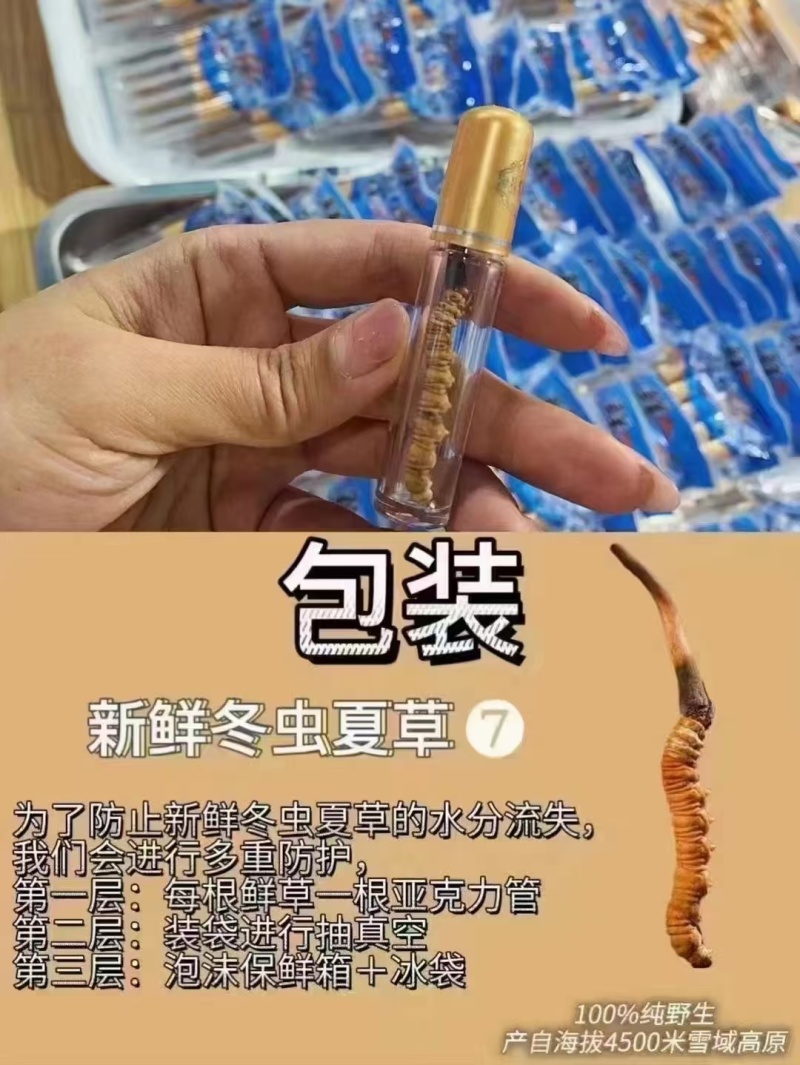 冬虫夏草，野生药材假一赔十