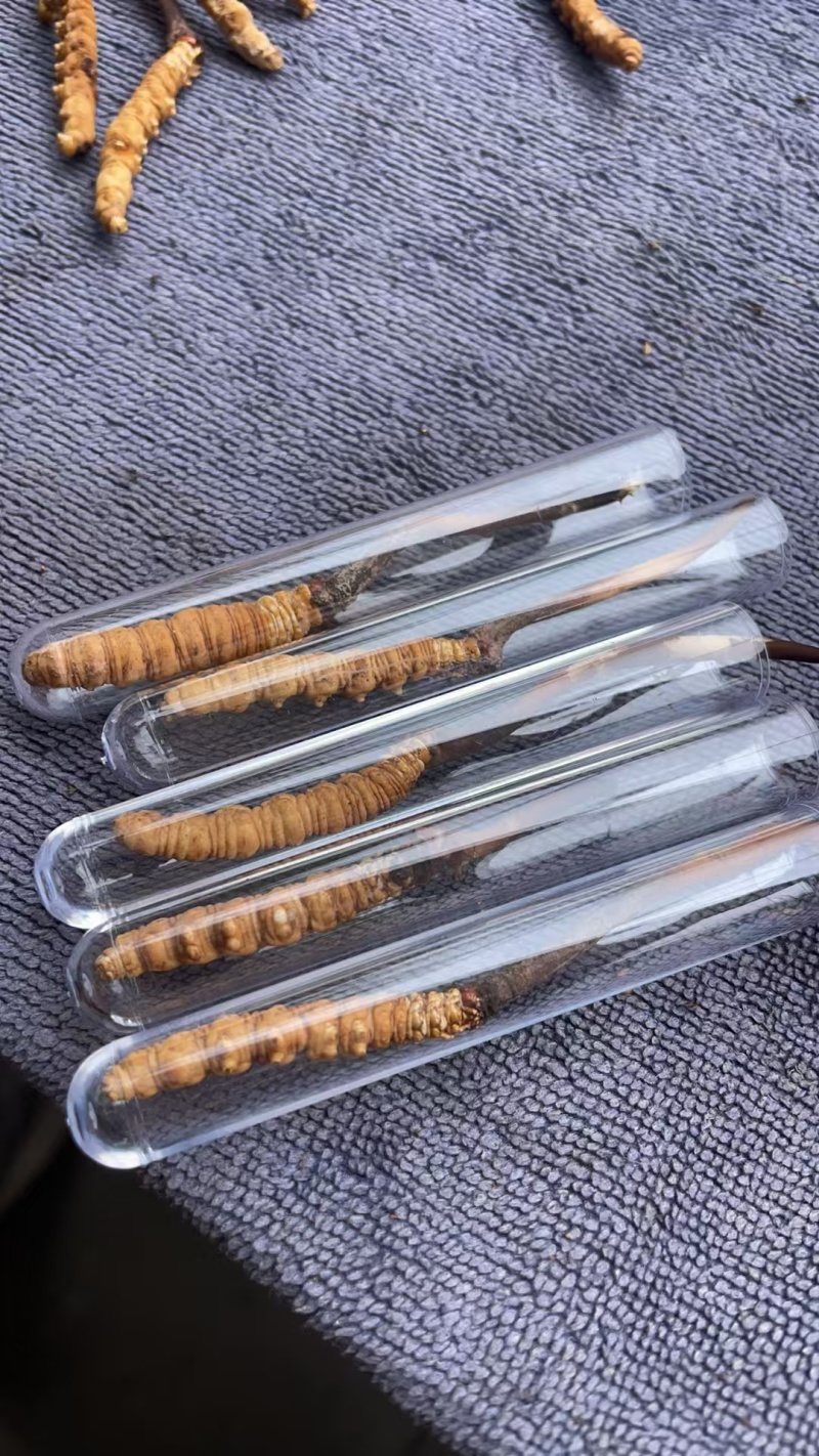 冬虫夏草，野生药材假一赔十