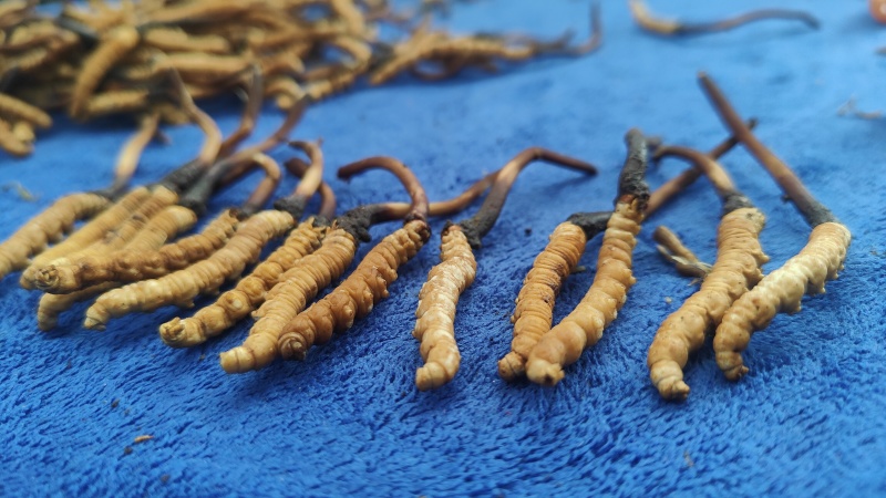 冬虫夏草，野生药材假一赔十