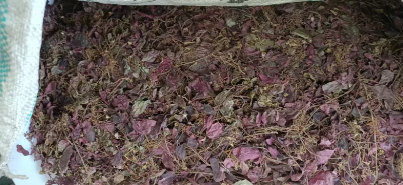 风柜斗草鲜货四川基地直供质量保证货源充足欢迎订购