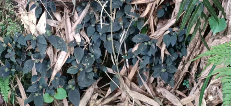 风柜斗草鲜货四川基地直供质量保证货源充足欢迎订购