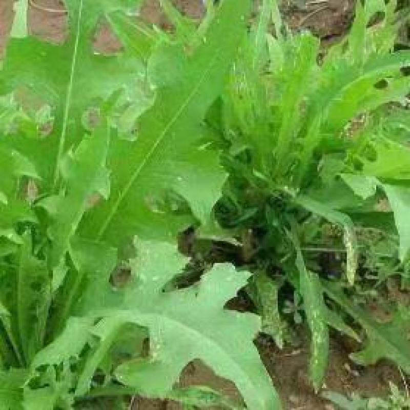 苦荬菜厂家资源批发价全国发货价格便宜欢迎下单