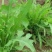苦荬菜厂家资源批发价全国发货价格便宜欢迎下单