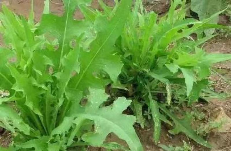 苦荬菜厂家资源批发价全国发货价格便宜欢迎下单