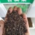 苦荬菜厂家资源批发价全国发货价格便宜欢迎下单