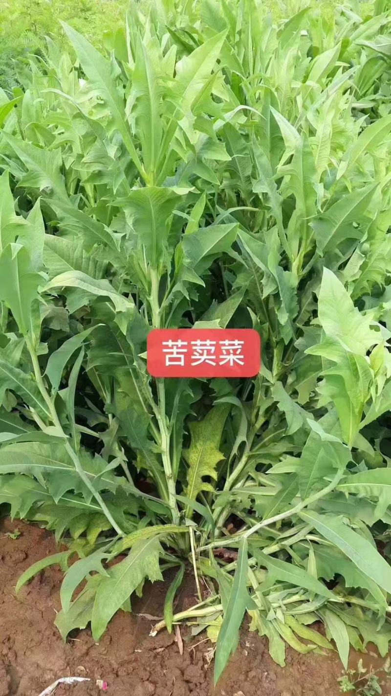 苦荬菜厂家资源批发价全国发货价格便宜欢迎下单