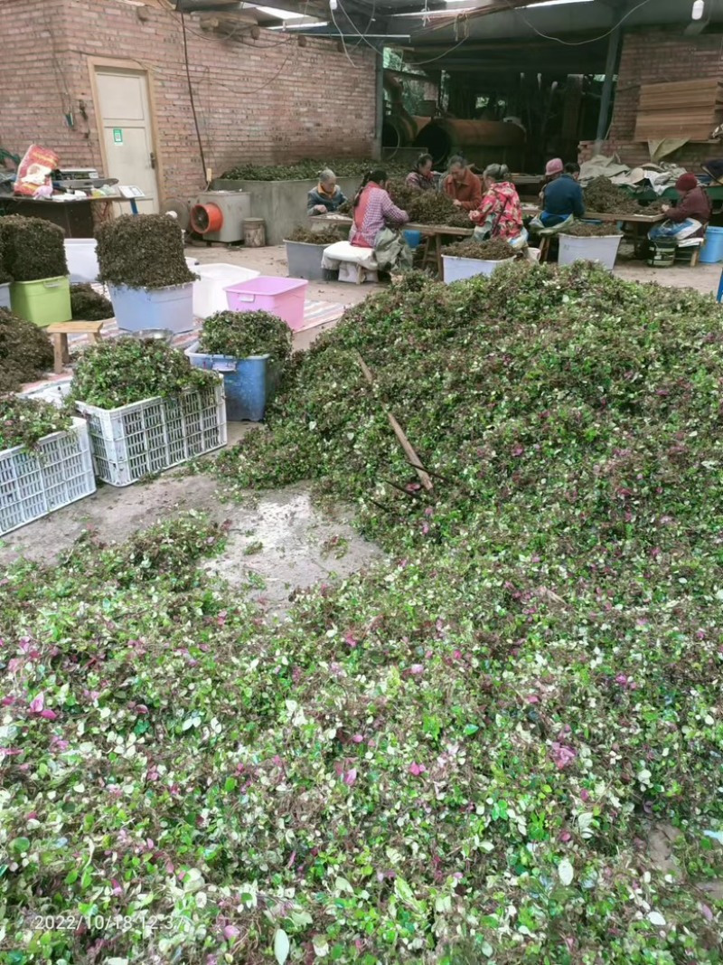 风柜斗草四川基地直供质量保证量大价优欢迎订购