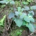 风柜斗草四川基地直供质量保证量大价优欢迎订购