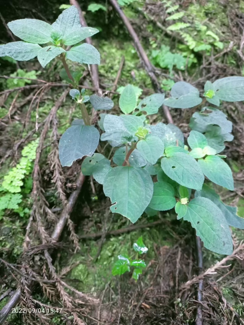 风柜斗草四川基地直供质量保证量大价优欢迎订购