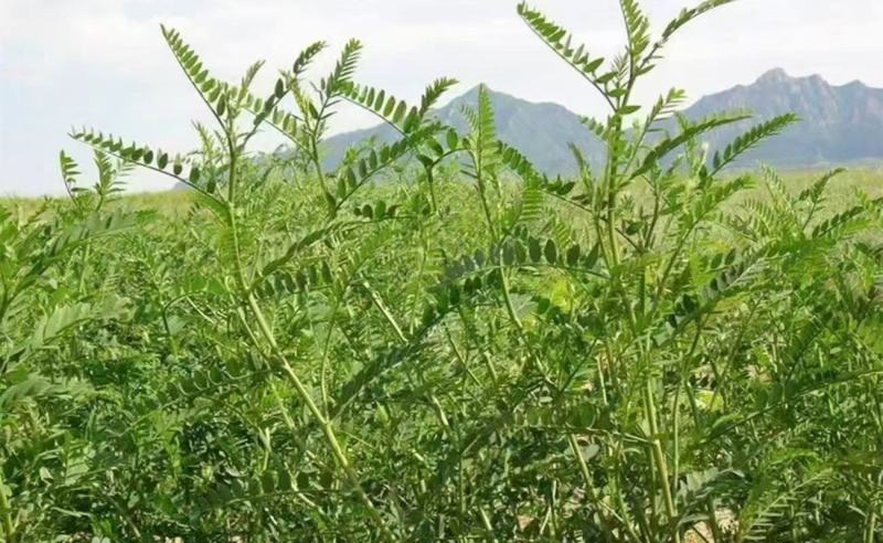 沙打旺种子护坡固土保水养殖，绿化，绿肥均可，生命力顽强