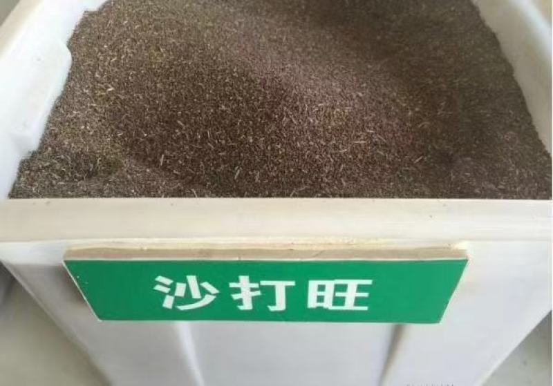 沙打旺种子护坡固土保水养殖，绿化，绿肥均可，生命力顽强