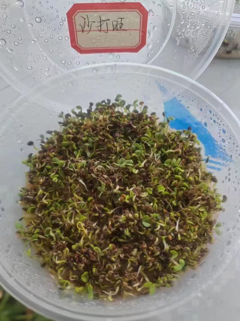 沙打旺种子护坡固土保水养殖，绿化，绿肥均可，生命力顽强