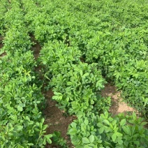多年生紫花苜蓿种子四季高产耐寒耐旱高产牧草牛羊马鸡鸭鹅