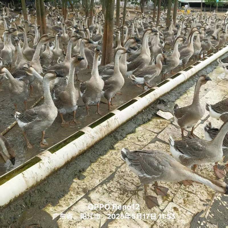 优质大白沙鹅量大质优价格优惠支持视频看货欢迎咨询采购