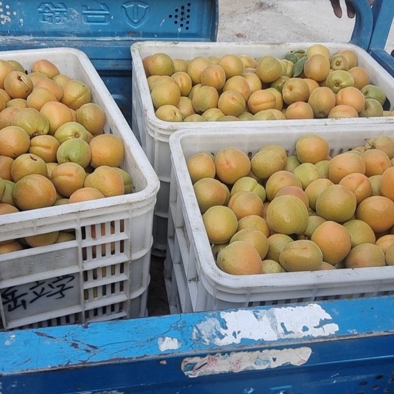 金太阳