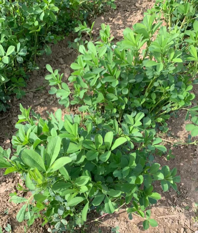 多年生紫花苜蓿种子四季高产耐寒耐旱高产牧草牛羊马鸡鸭鹅