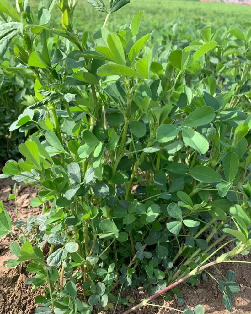 多年生紫花苜蓿种子四季高产耐寒耐旱高产牧草牛羊马鸡鸭鹅